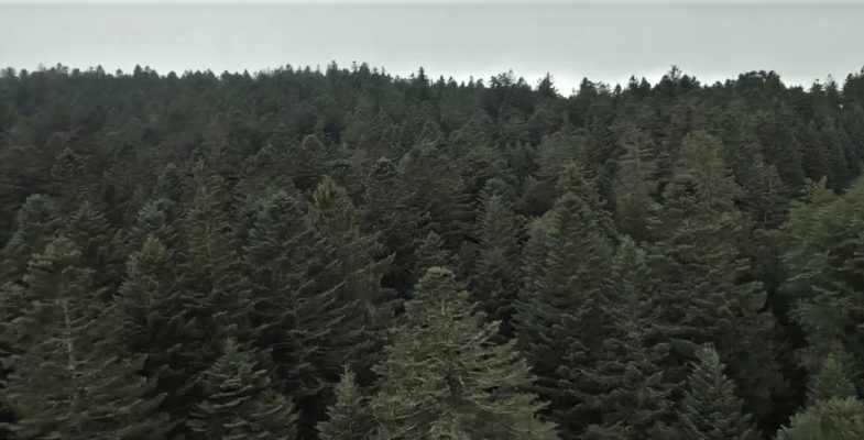 pour l'honneurCapture